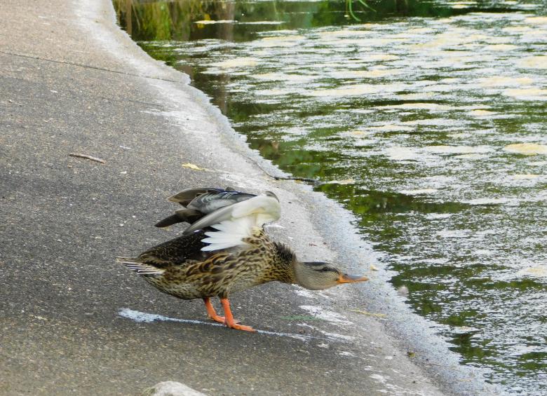 canard_lac