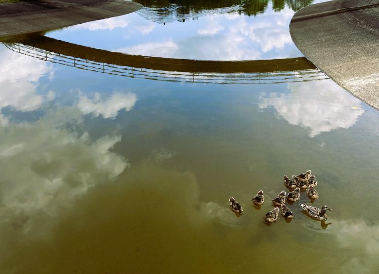 lac_canards