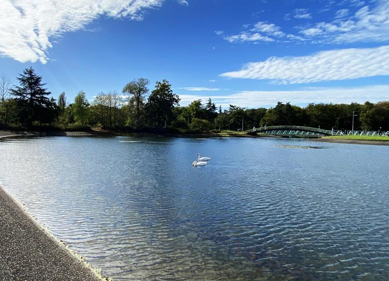cygnes_lac