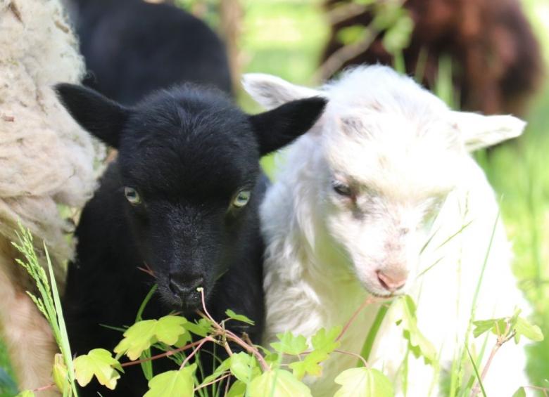 Le campus de La Source accueille des moutons pour de l'éco-pâturage