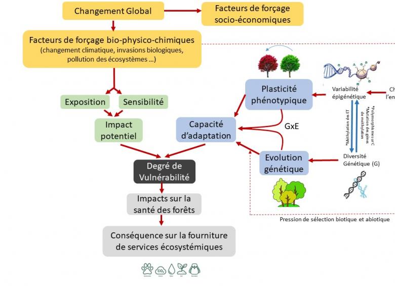 Cadre conceptuel du changement global et de la vulnérabilité des forêts