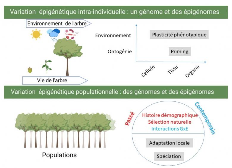Variations épigénétiques intra- et inter-individuelles chez les arbres