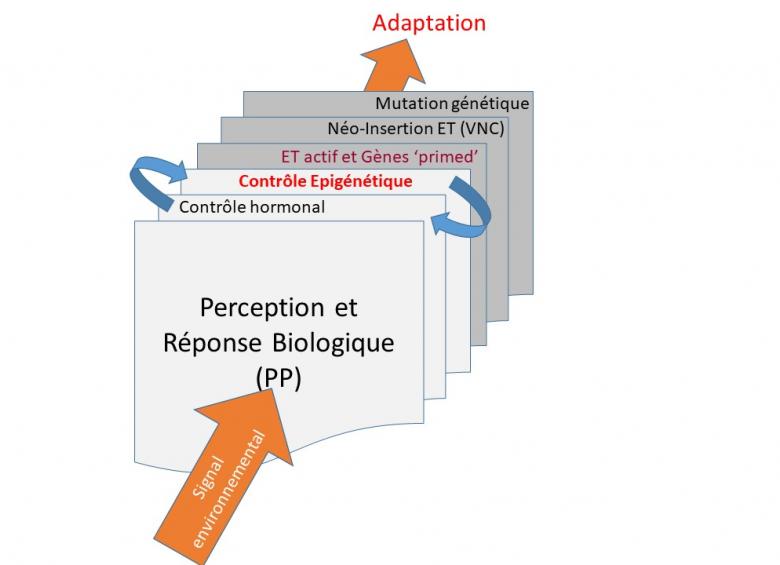 Chaîne de causalité entre signal environnemental, contrôle hormonal et régulation épigénétique