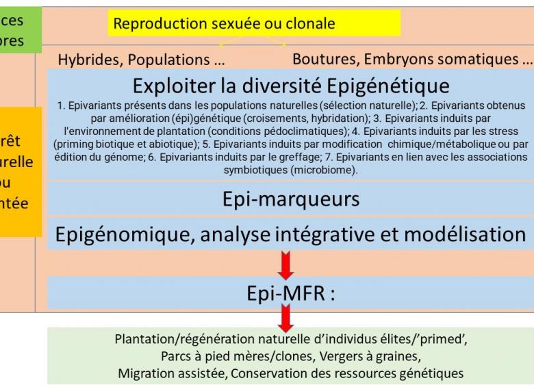 Exploitation de la diversité épigénétique pour la gestion du matériel forestier de reproduction (Epi-MFR)