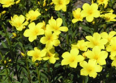 Lin jaune