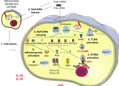 DNA sensing