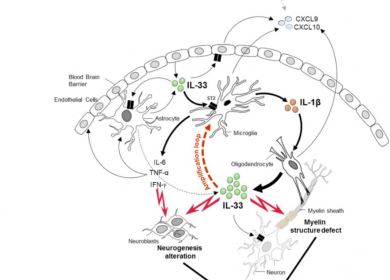 IL33 inflammation malaria cérébrale