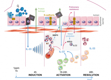 ozone IL33 inflammation