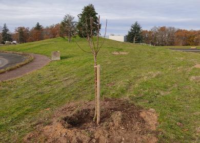 Arbre planté autour du lac