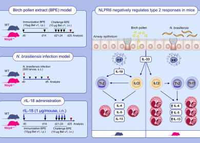 inflamasome NLRP3 Chenuet