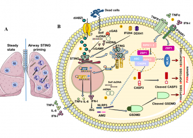 graphical abstract CDDS 2022