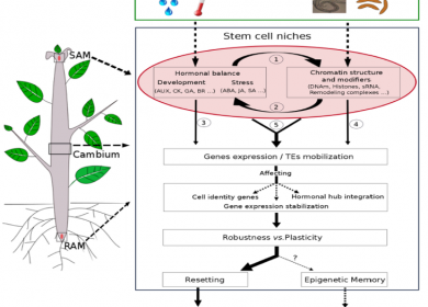 Interplay between epigenetics and hormones to control plant plasticity in meristems