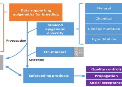 Use of epigenetics in crop breeding strategy