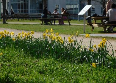 Parterre de jonquilles devant la bibliothèque de Lettres, Lanqgues et Sciences Humaines