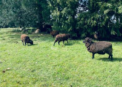 Moutons dans l'enceinte du château