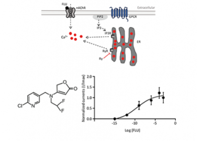 voies regulation intracellulaire